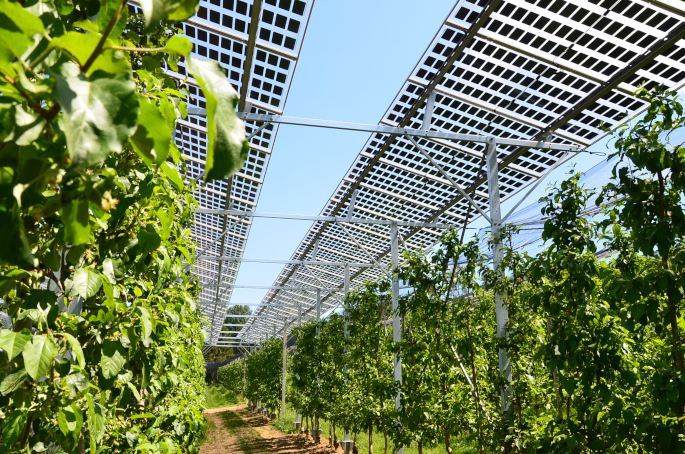 Agri-Photovoltaik und Obstbau: Links und rechts sind Obstbäume zu sehen und darüber eine PV-Anlage.